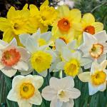 Bulbes à fleurs à planter à l'automne - Narcisse Grande Coupe en Mélange (x5) - face recto